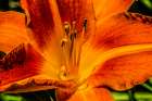 Orange tawny day-lily, Bellevue Botanical Garden, Washington State, Usa. Art Print